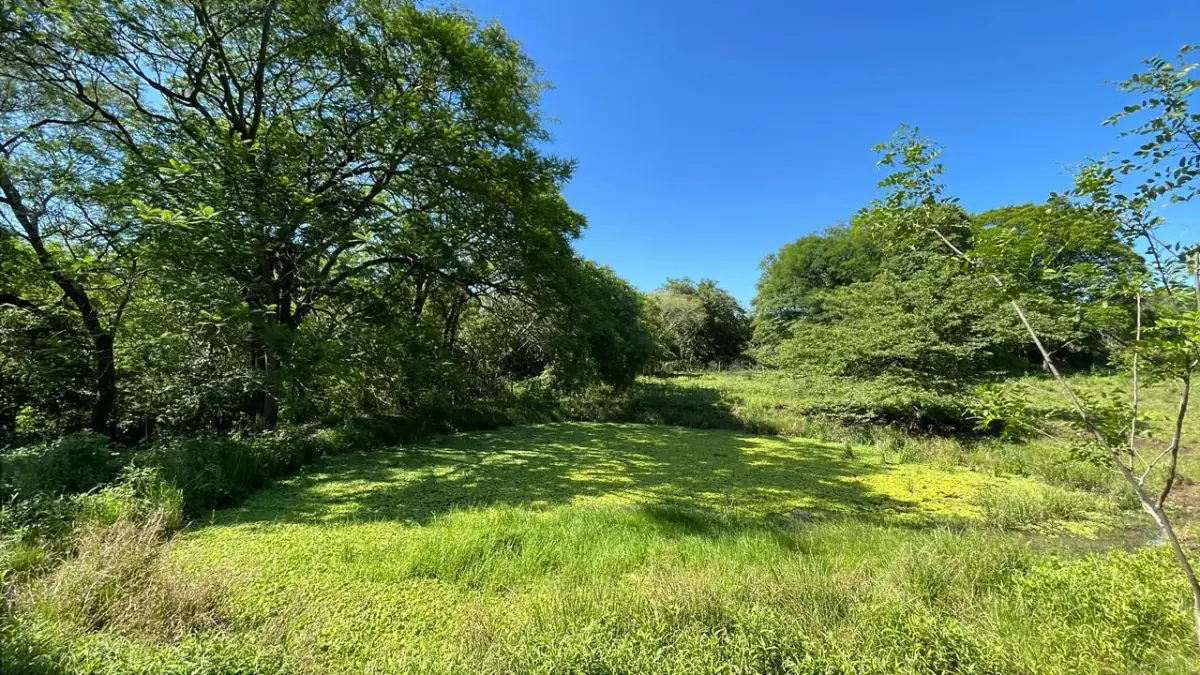 Campo de 8,9 ha en Caballero | 22-acre farm 2 hours from Asunción - Image 5