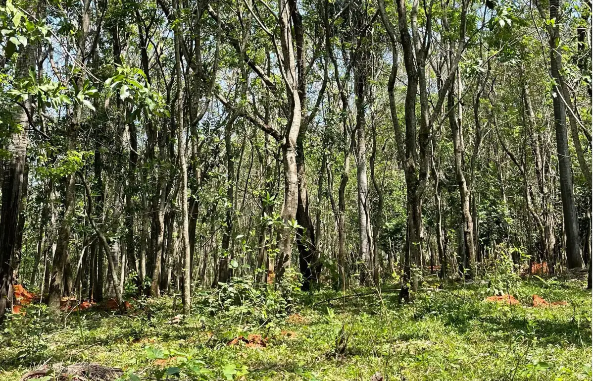 8.6 Hectares/21.2 acres Caacupé Land Agriculture & Fish Farming - Image 4