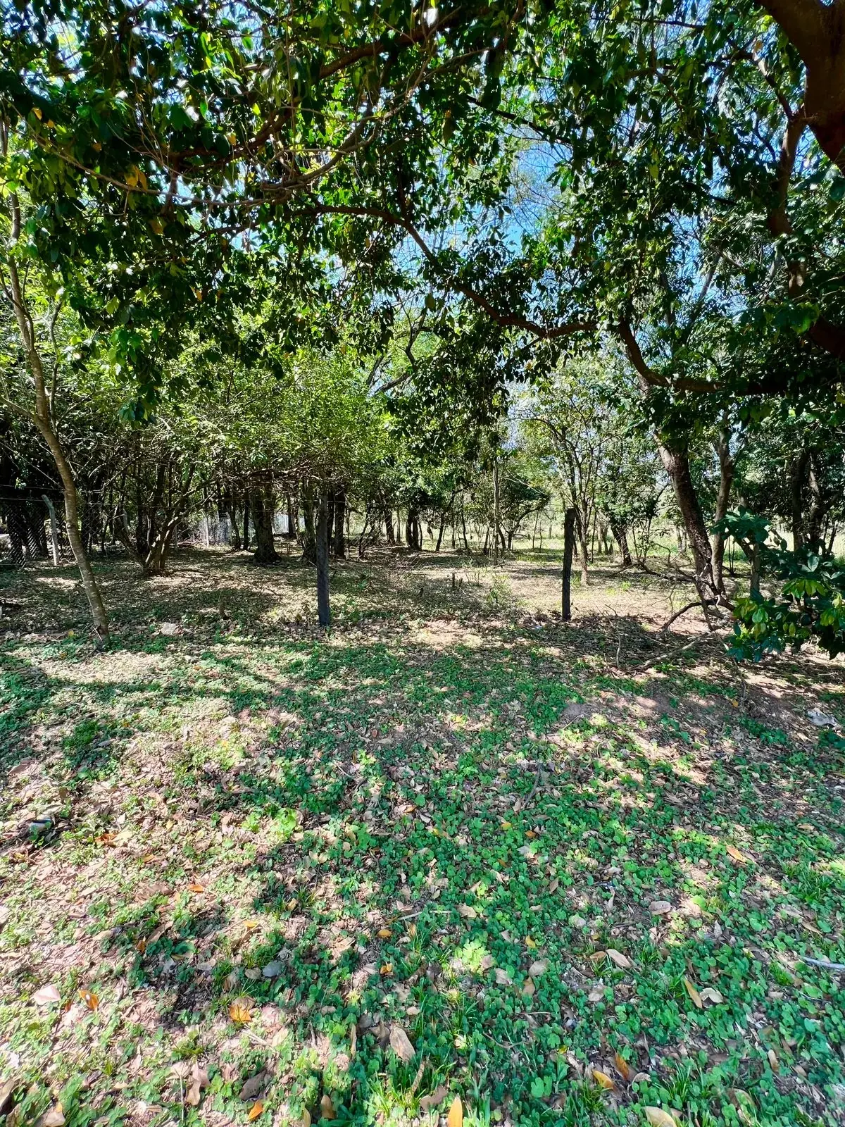 ¡Remato terreno en Surubii! Zona Hollywood 1423 m2 arbolado, zona alta - Image 2