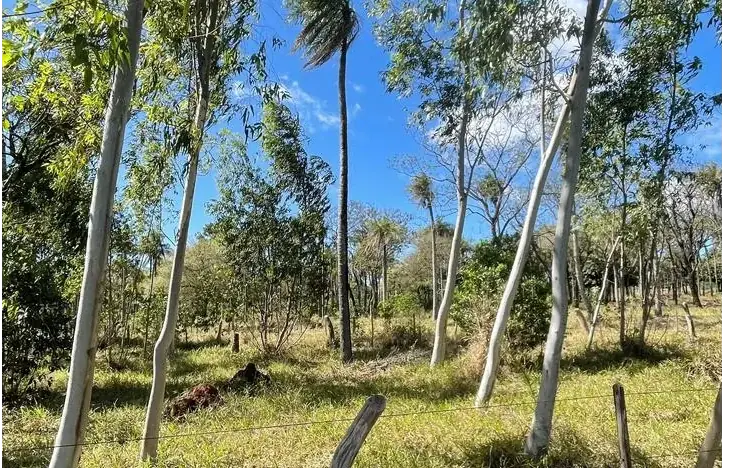 Campo 10 ha con vistas en Piribebuy | 25-acre land 1h45 from Asunción - Image 8
