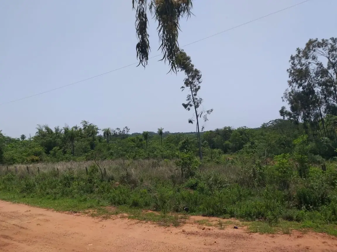Campo en Nueva Colombia 12 hectareas A 5' del centro de Nueva Colombia - Image 3