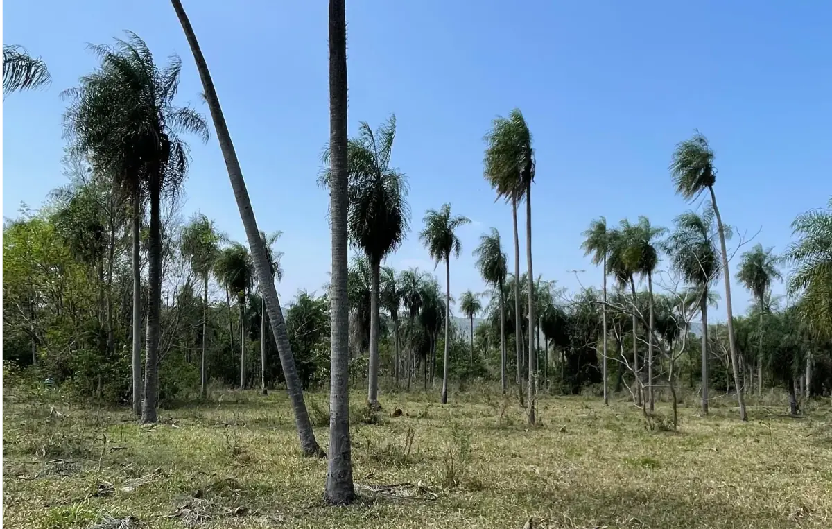 8.6 Hectares/21.2 acres Caacupé Land Agriculture & Fish Farming - Image 11