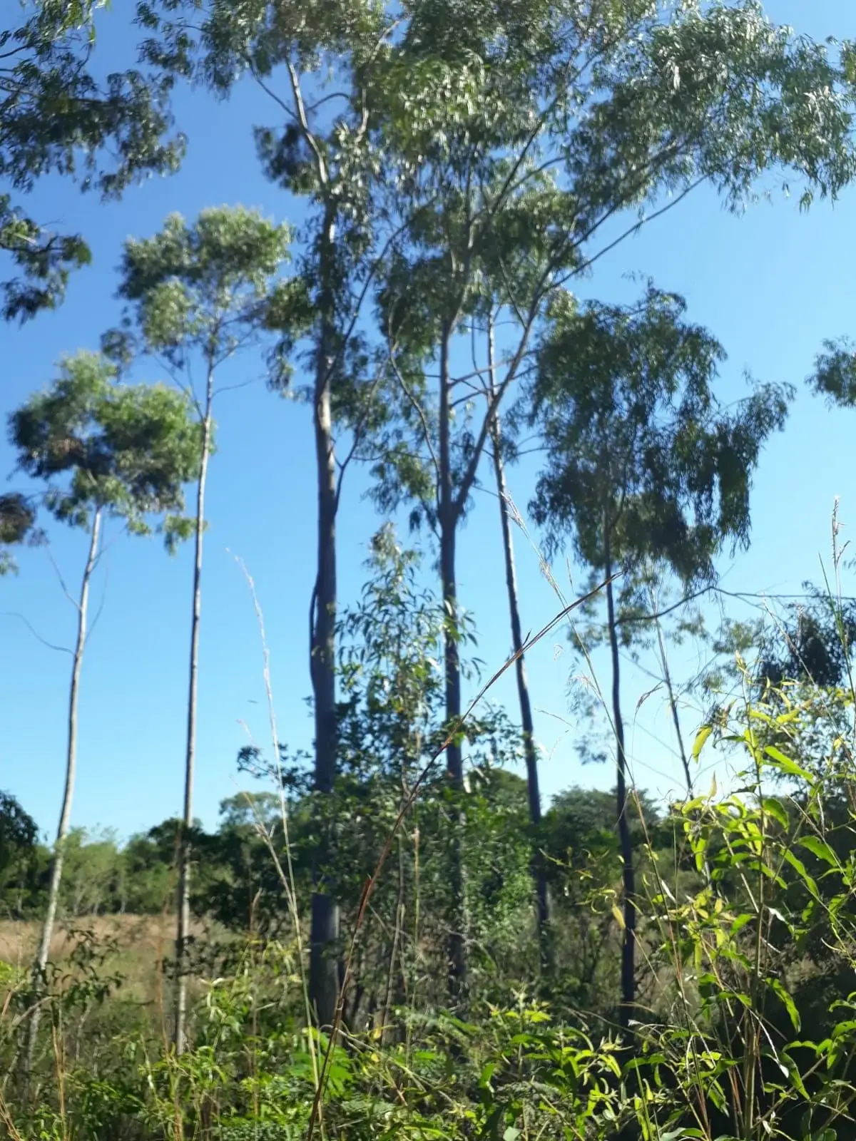 Campo en Nueva Colombia 12 hectareas A 5' del centro de Nueva Colombia - Image 2