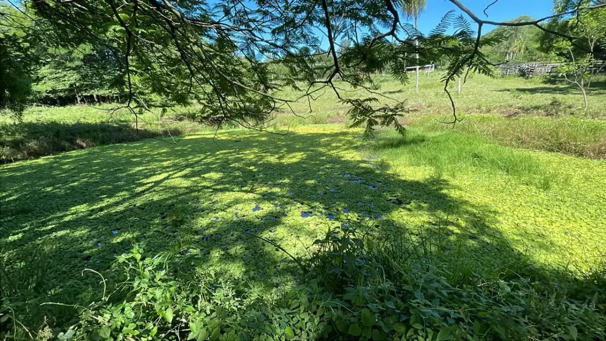 Campo de 8,9 ha en Caballero | 22-acre farm 2 hours from Asunción - Image 8