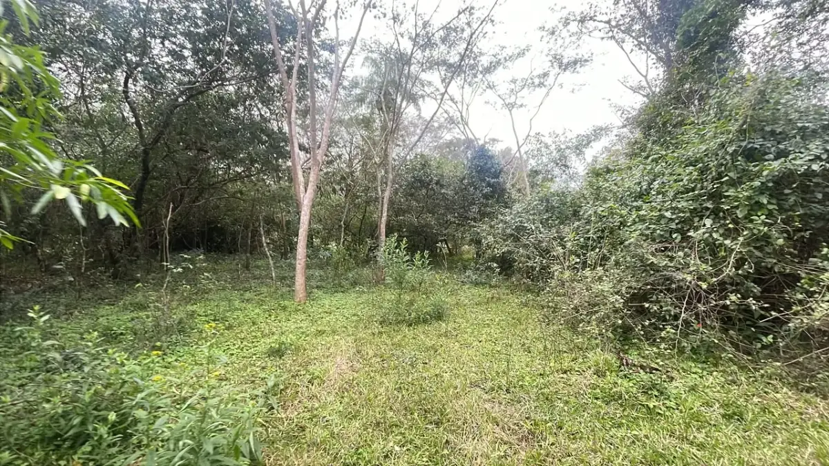 3.5ha/8.6acre Farm / Land for Sale in Ybycuí - Image 7