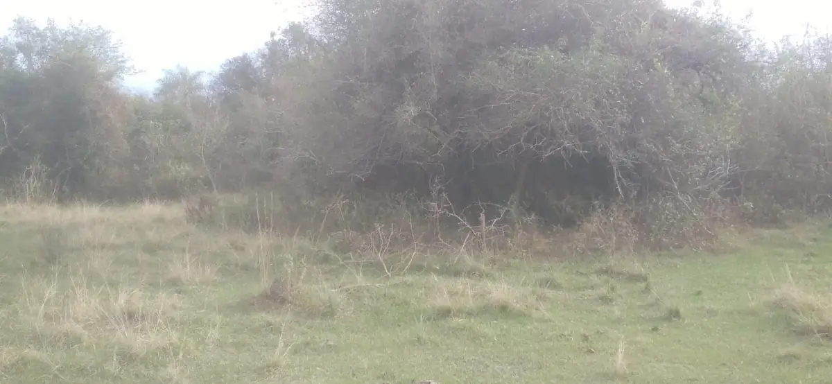 Vendo 20 hectáreas en Emboscada A 3 km de la ruta 3 del casco urbano - Image 6