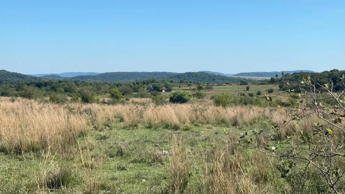 114hectare 282acre cattle ranch with a stream in Caapucu, Paraguari - Image 12