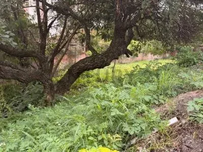 Terreno de 625m² en Venta en Campo Grande, Luque