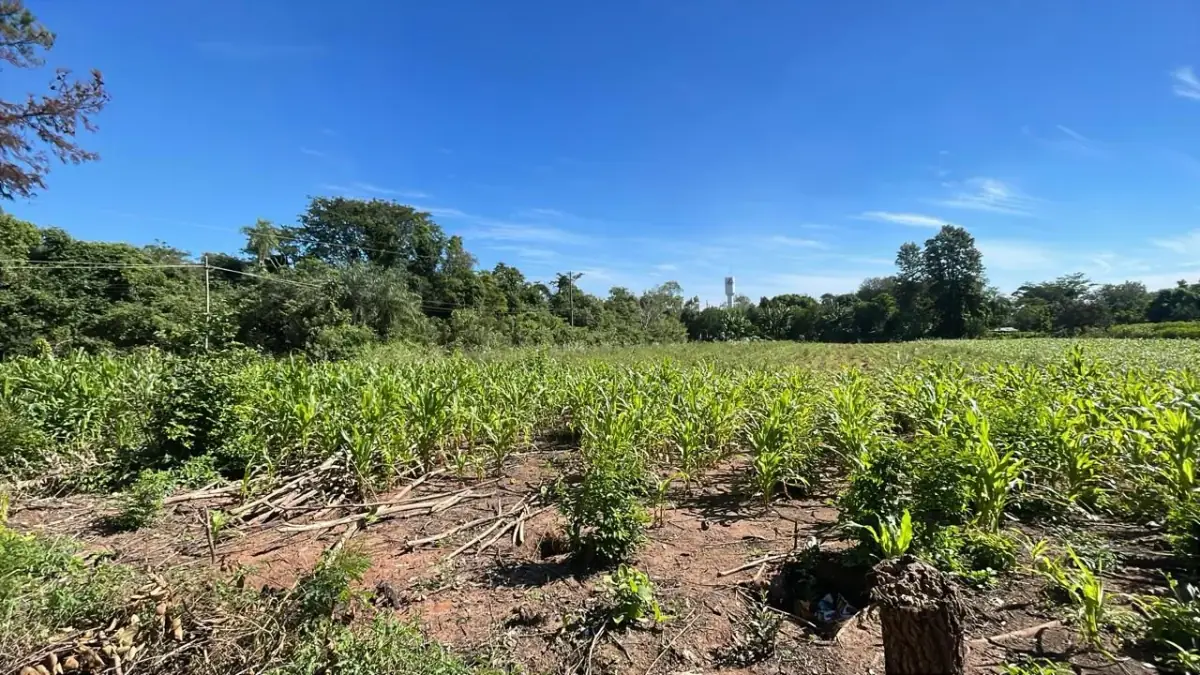 10-Hectare 24.7-acre flat terrain Farm in San José de los Arroyos - Image 3
