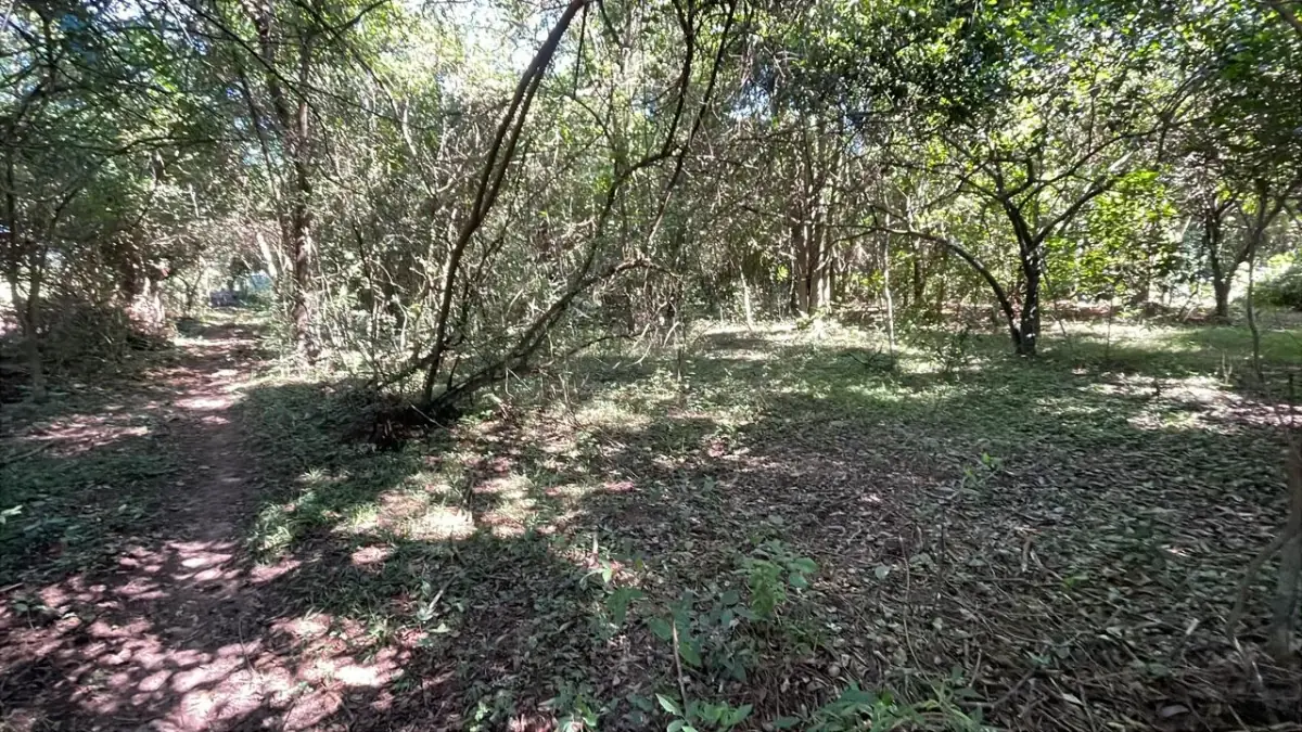 10-Hectare 24.7-acre flat terrain Farm in San José de los Arroyos - Image 5