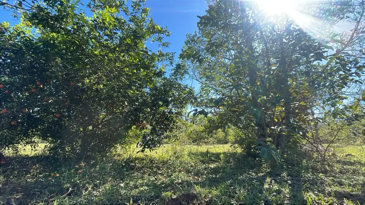 6 Hectareas en Carapeguá – Ideal Country Land (Crypto & USDT Accepted) - Image 12