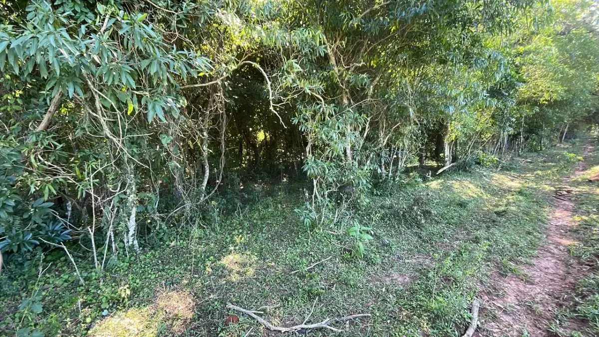 10-Hectare 24.7-acre flat terrain Farm in San José de los Arroyos - Image 6