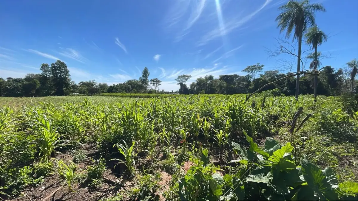 10-Hectare 24.7-acre flat terrain Farm in San José de los Arroyos - Image 12