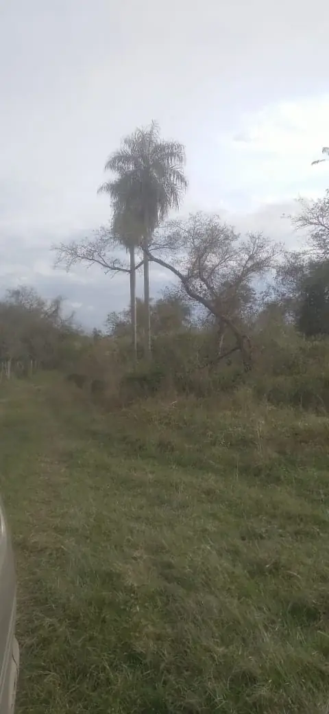 Vendo 20 hectáreas en Emboscada A 3 km de la ruta 3 del casco urbano - Image 10