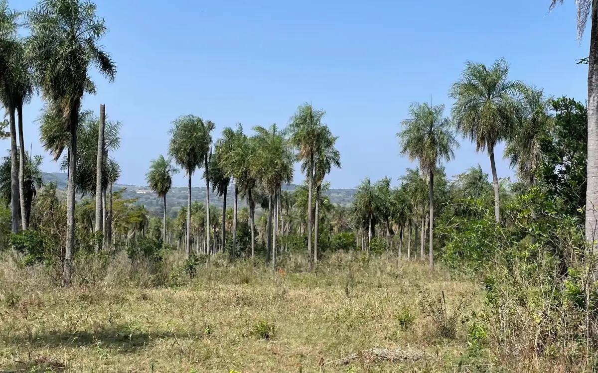 8.6 Hectares/21.2 acres Caacupé Land Agriculture & Fish Farming - Image 15