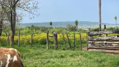 12 Hectáreas en Atyrá con Arroyo y Eucaliptal en Cordillera