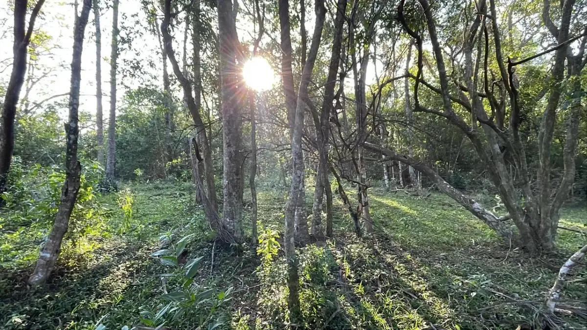 Vendo 4,5 hectáreas en Piribebuy 🤩🌳 con manantial, arroyo y pileta - Image 15