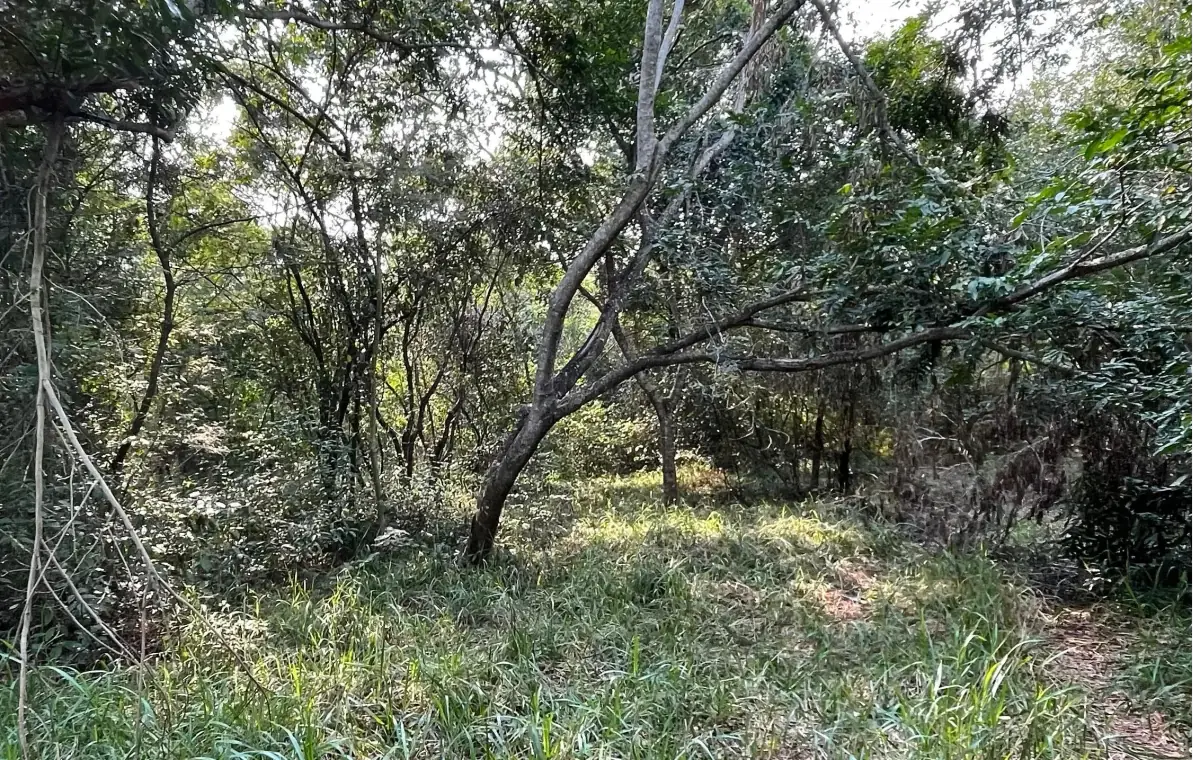 Vendo 5 hectáreas en Arroyos y Esteros 🤩 📍Zona San Antonio - Image 7