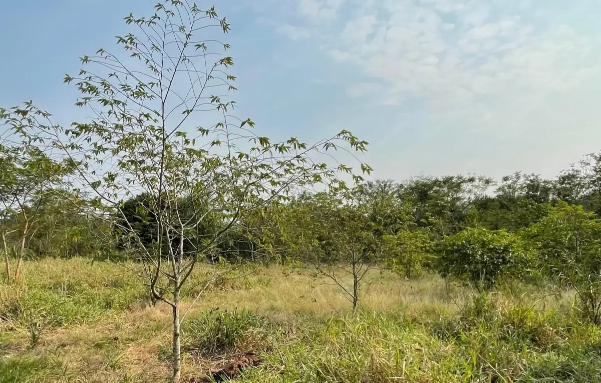 Vendo 5 hectáreas en Arroyos y Esteros 🤩 📍Zona San Antonio - Image 3