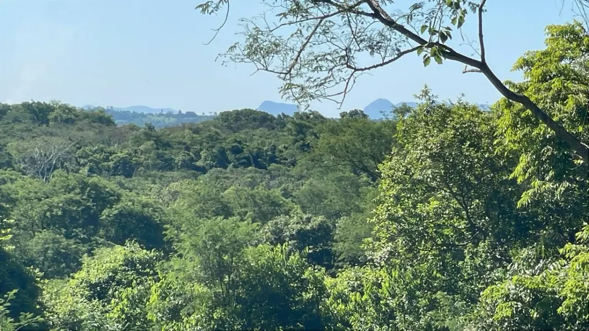 Campo de 8,9 ha en Caballero | 22-acre farm 2 hours from Asunción - Image 10