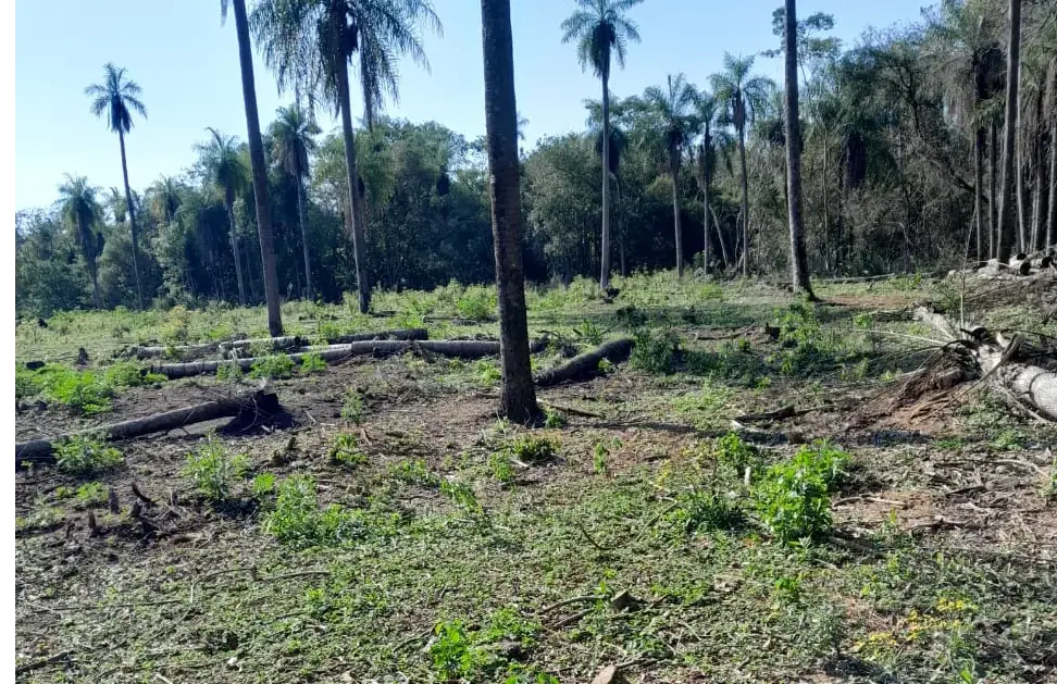 Vendo propiedad de 2 hectáreas en Atyra Ideal para granja - Image 3