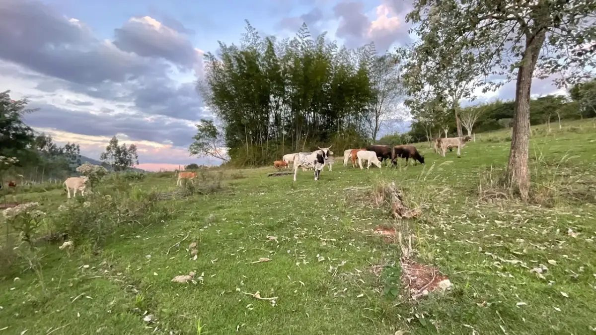 43 Hectares Farm for Sale in Paraguay with Natural Spring and Creek - Image 6