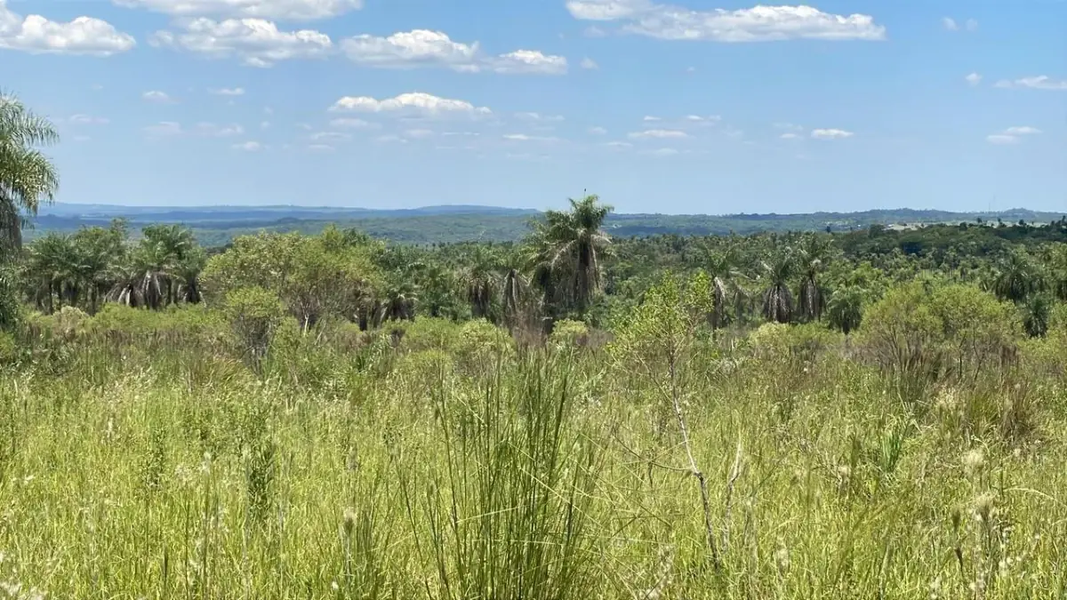 50-Hectare/123.5 Acres Piribebuy Livestock & Intensive Feedlot Farm - Image 12