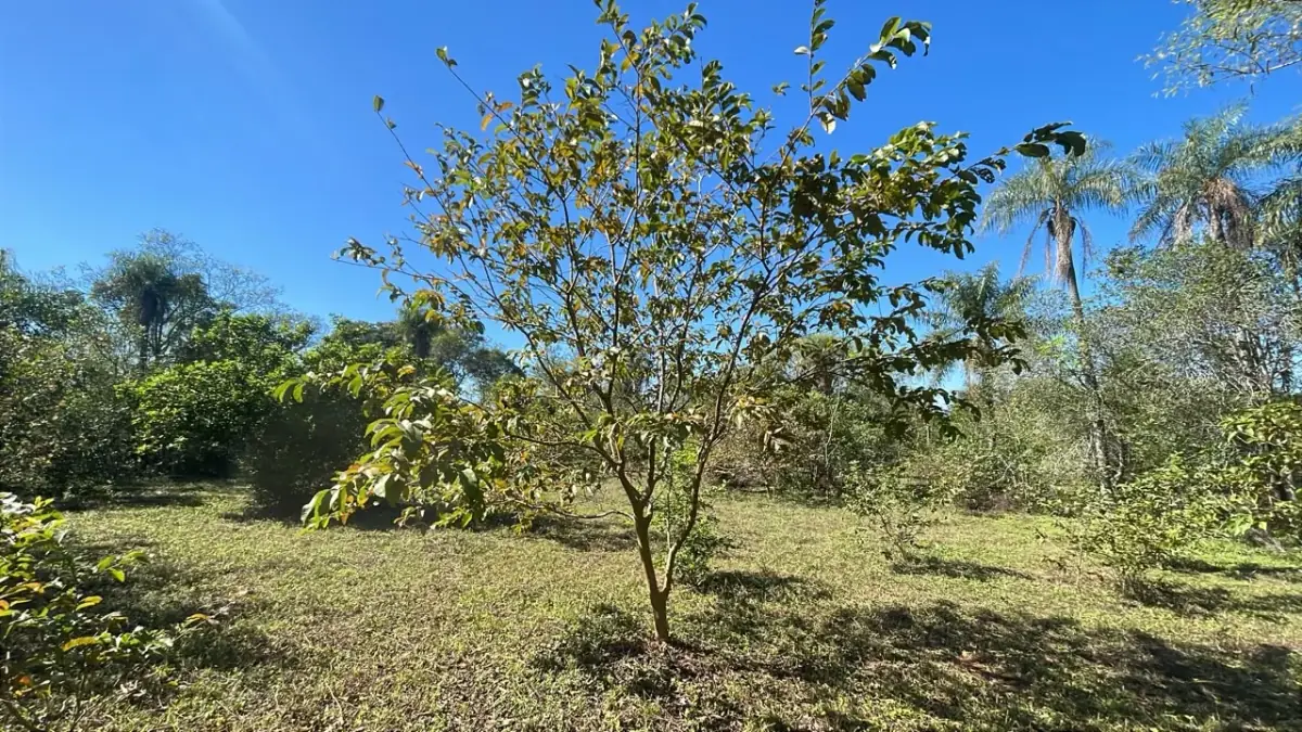 6 Hectareas en Carapeguá – Ideal Country Land (Crypto & USDT Accepted) - Image 15