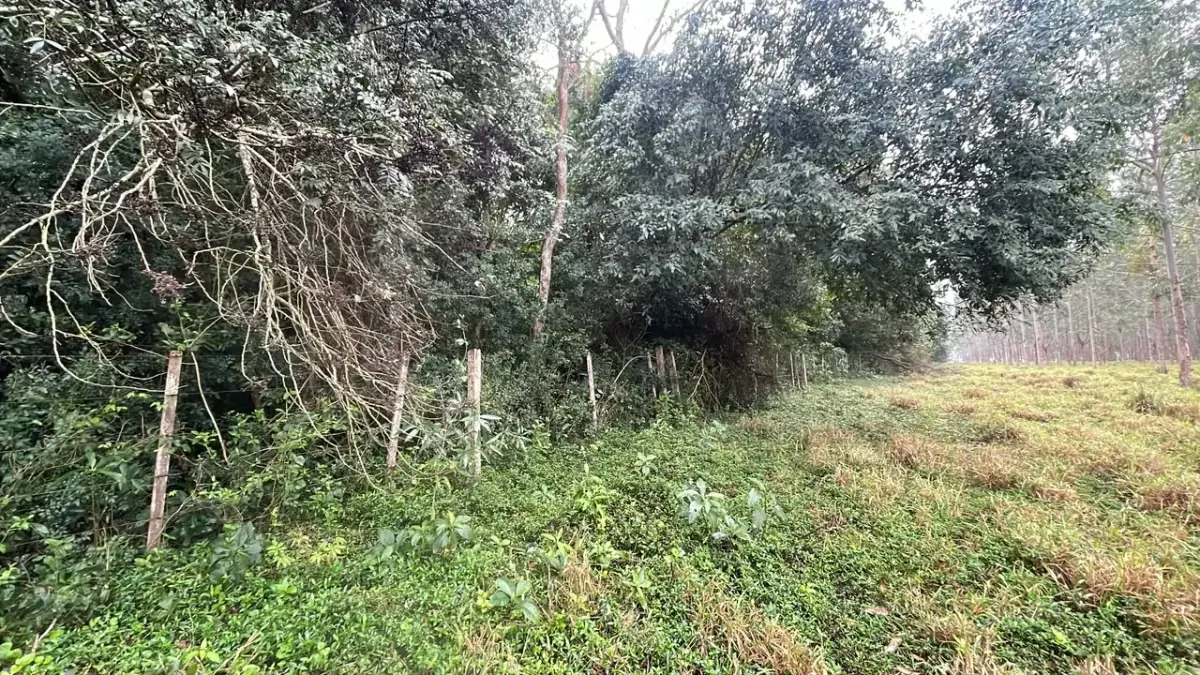 20-Hectare 49.4 Acres Country Estate in La Colmena - Image 3