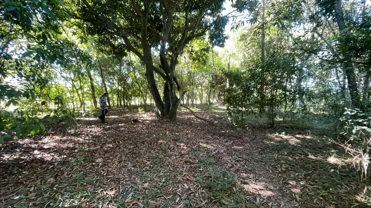 10-Hectare 24.7-acre flat terrain Farm in San José de los Arroyos - Image 8