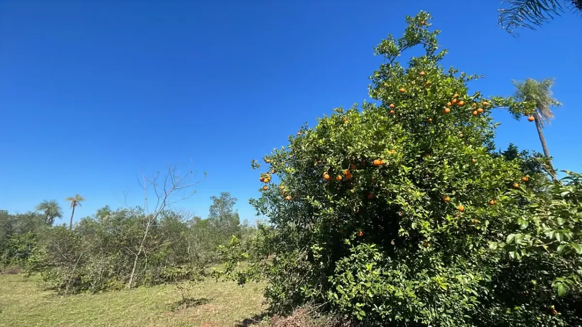 6 Hectareas en Carapeguá – Ideal Country Land (Crypto & USDT Accepted) - Image 10