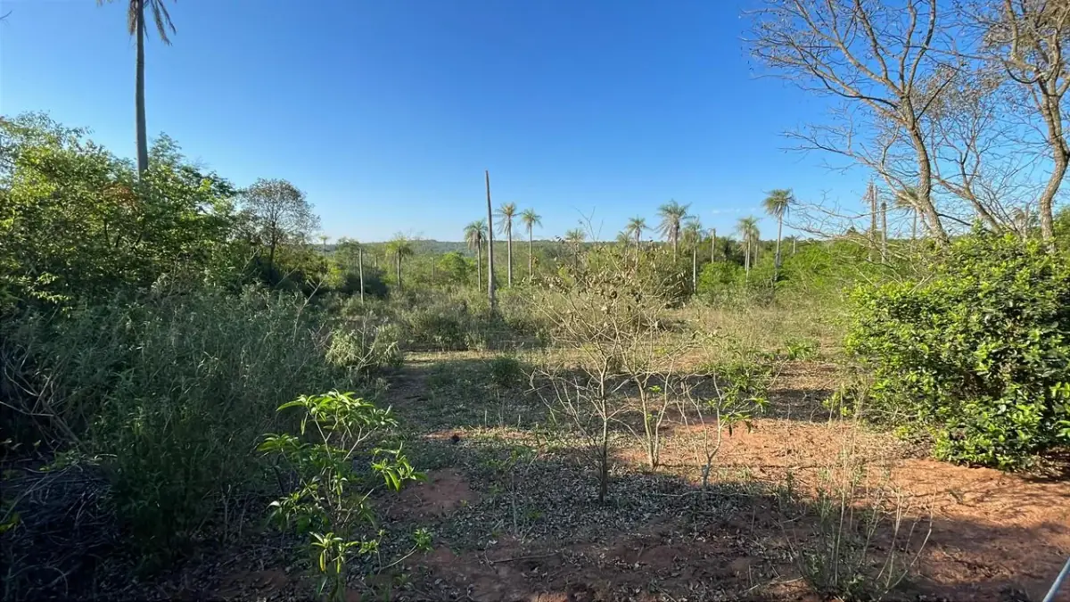 Vendo 4,5 hectáreas en Piribebuy 🤩🌳 con manantial, arroyo y pileta - Image 5