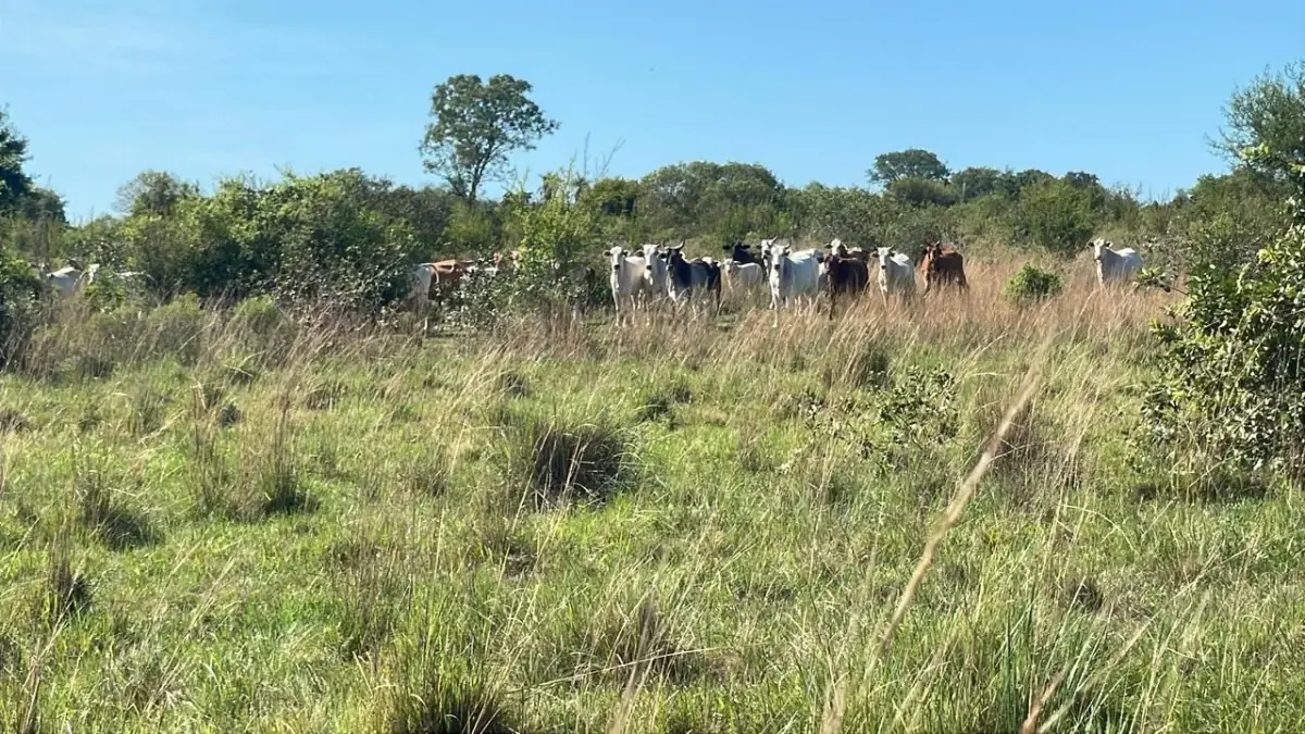 114hectare 282acre cattle ranch with a stream in Caapucu, Paraguari - Image 13
