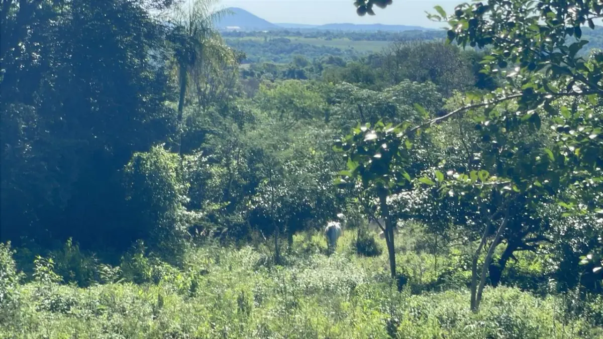 Campo de 8,9 ha en Caballero | 22-acre farm 2 hours from Asunción - Image 7