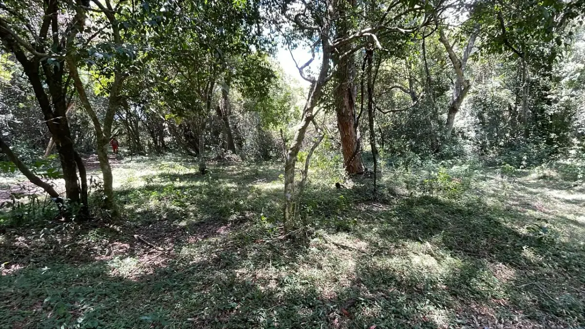 17,7 ha 44-acre farm with two streams & pond | 2 arroyos en Sapucai - Image 9