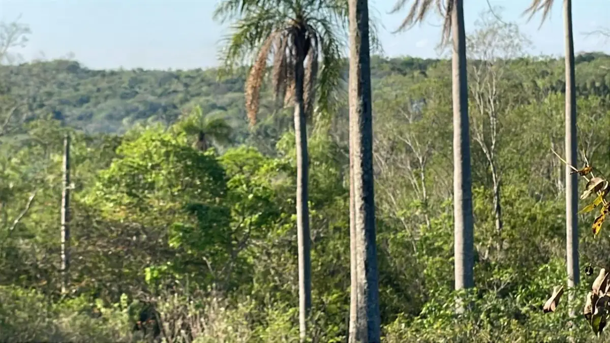 Vendo 4,5 hectáreas en Piribebuy 🤩🌳 con manantial, arroyo y pileta - Image 3