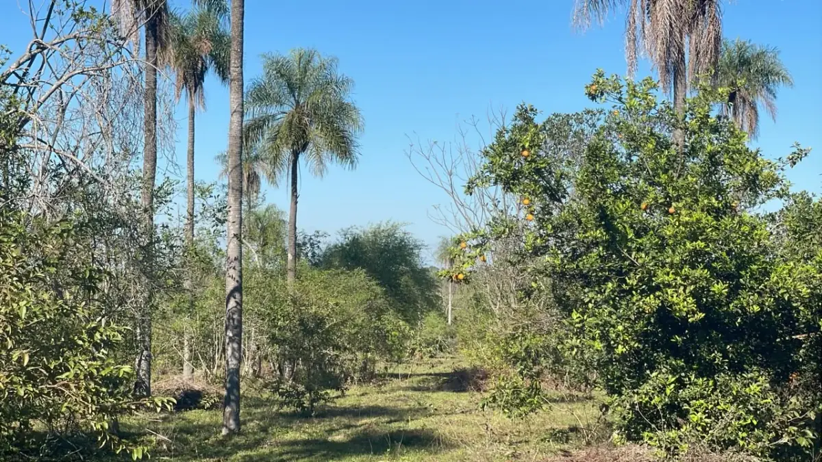 6 Hectareas en Carapeguá – Ideal Country Land (Crypto & USDT Accepted) - Image 6