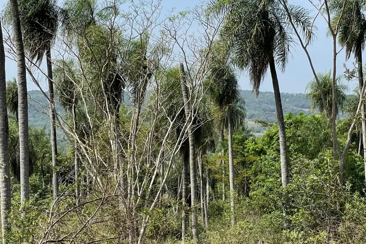8.6 Hectares/21.2 acres Caacupé Land Agriculture & Fish Farming - Image 12