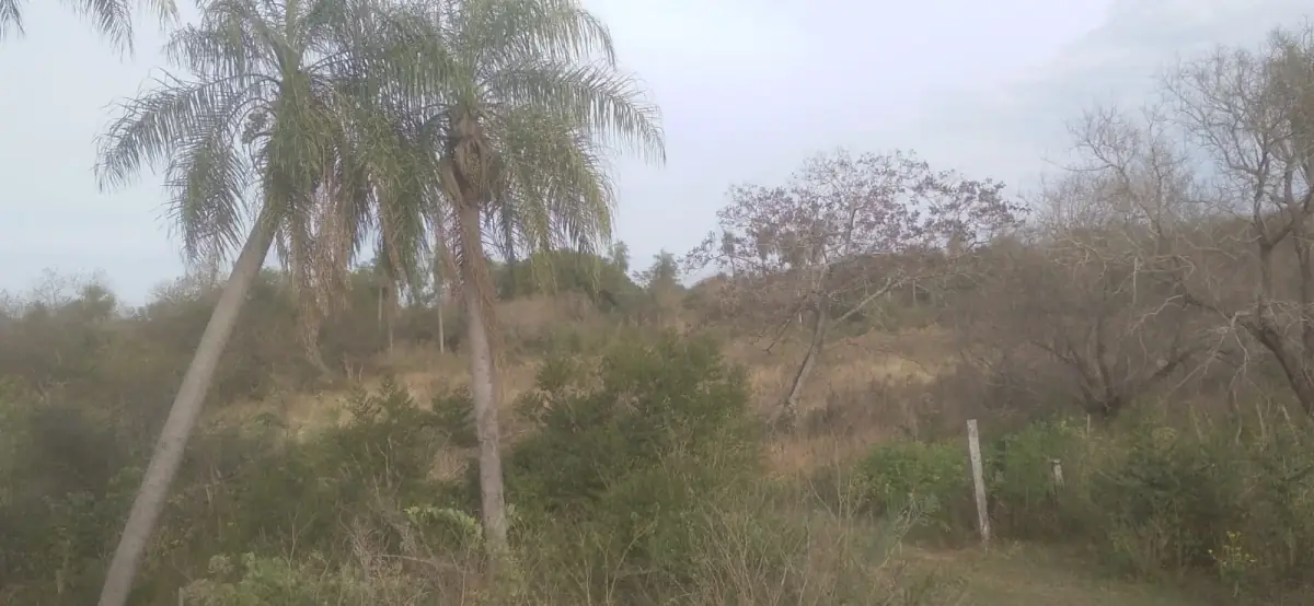 Vendo 20 hectáreas en Emboscada A 3 km de la ruta 3 del casco urbano - Image 13