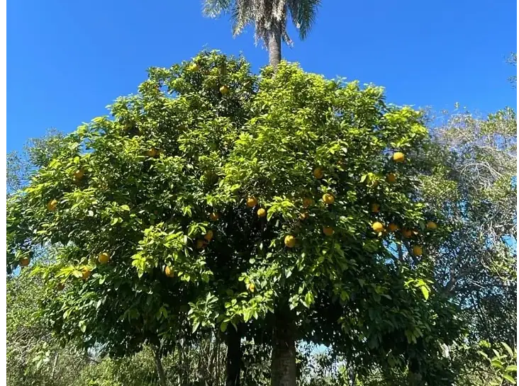6 Hectareas en Carapeguá – Ideal Country Land (Crypto & USDT Accepted) - Image 5