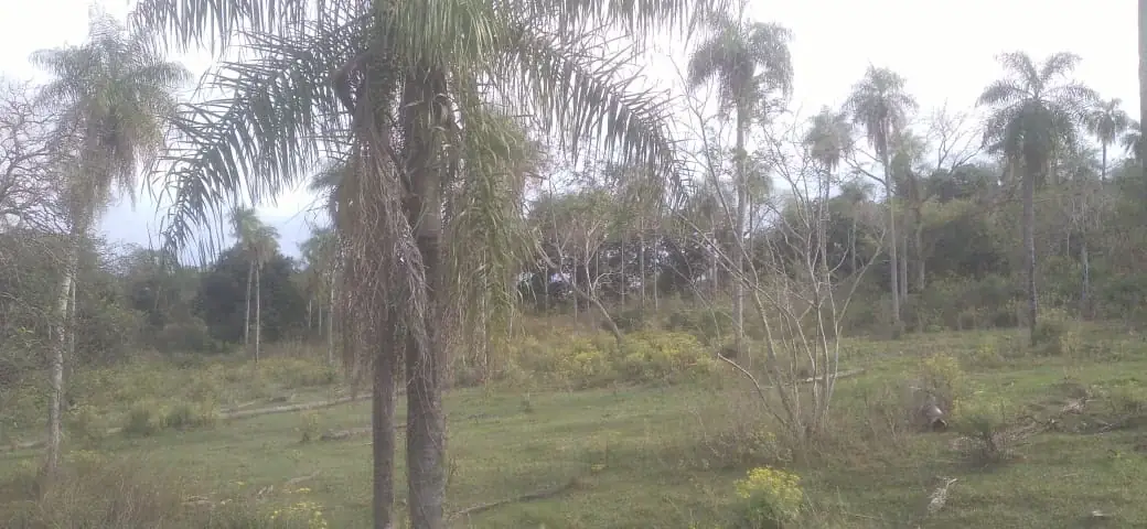 Vendo 20 hectáreas en Emboscada A 3 km de la ruta 3 del casco urbano - Image 14