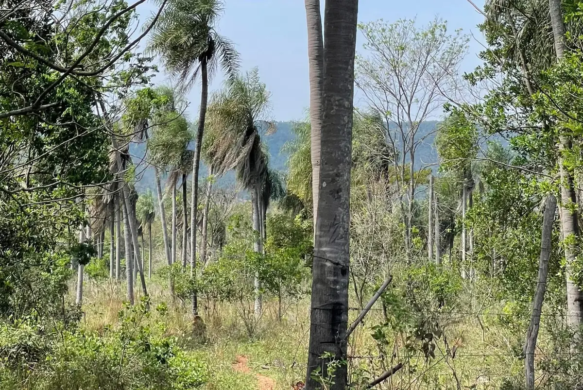 8.6 Hectares/21.2 acres Caacupé Land Agriculture & Fish Farming - Image 10