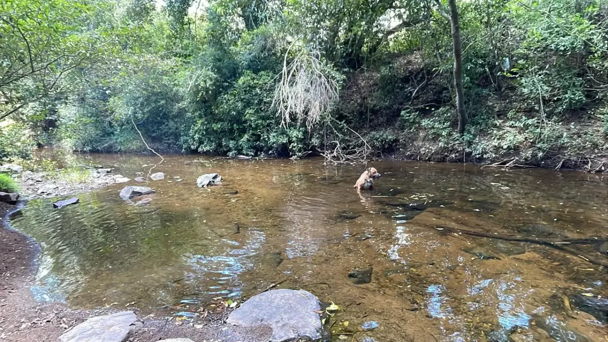 17,7 ha 44-acre farm with two streams & pond | 2 arroyos en Sapucai - Image 5