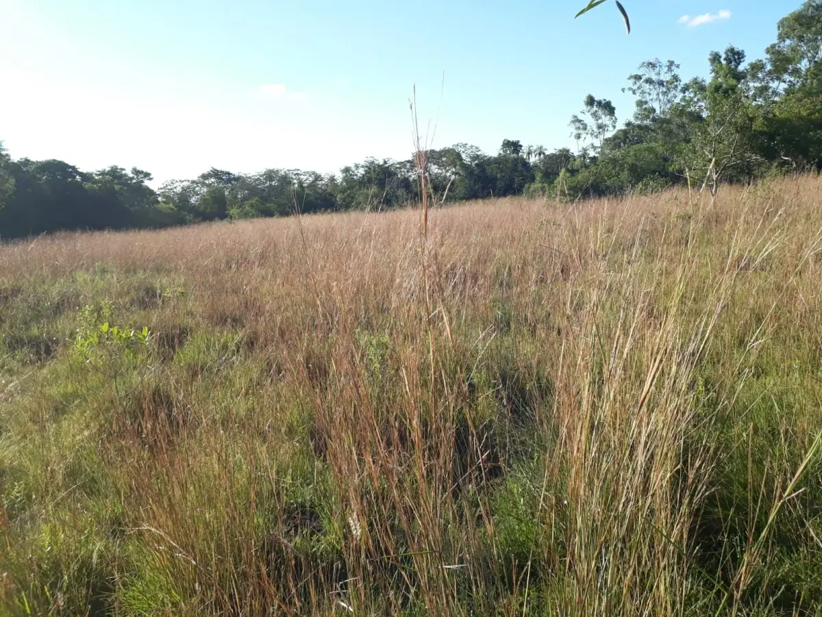 Campo en Nueva Colombia 12 hectareas A 5' del centro de Nueva Colombia - Image 7
