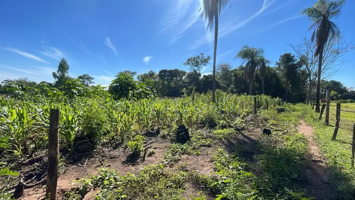 10-Hectare 24.7-acre flat terrain Farm in San José de los Arroyos - Image 4