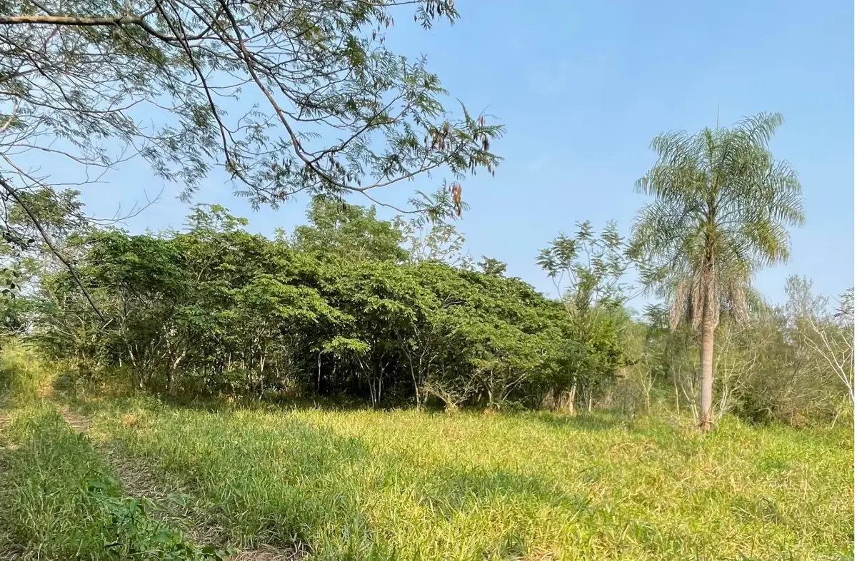 Vendo 5 hectáreas en Arroyos y Esteros 🤩 📍Zona San Antonio - Image 4