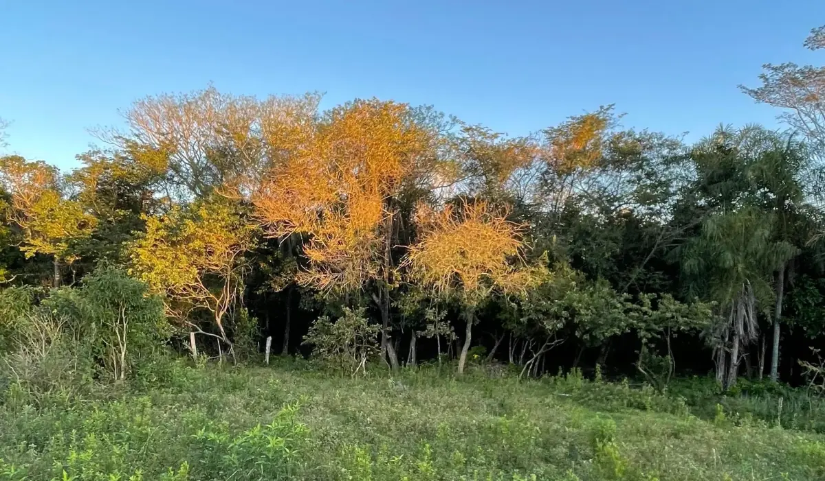 Propiedad de 7 hectáreas en Atyra 🍃🌳☀️ con cascada - Image 12