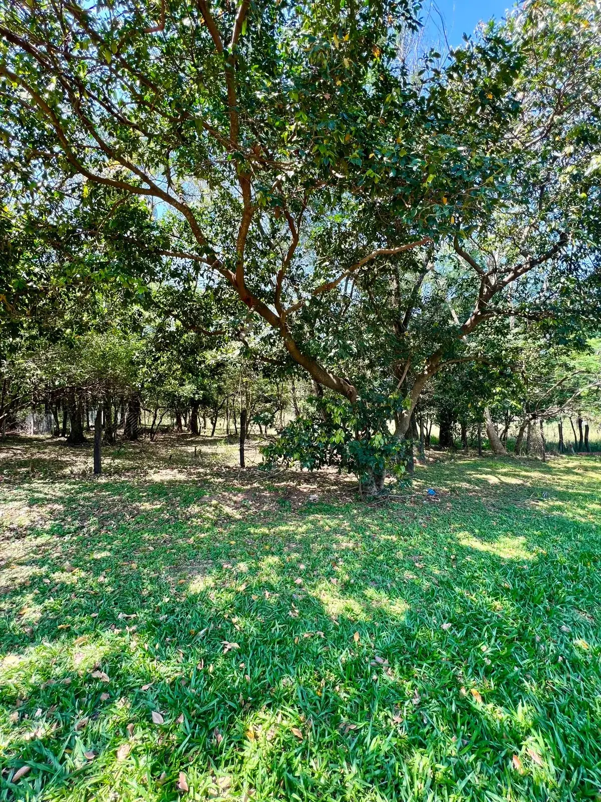 ¡Remato terreno en Surubii! Zona Hollywood 1423 m2 arbolado, zona alta - Image 3