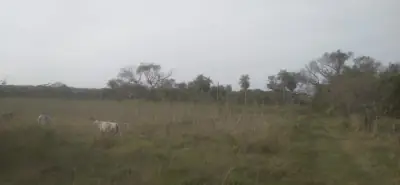 Vendo 20 hectáreas en Emboscada A 3 km de la ruta 3 del casco urbano