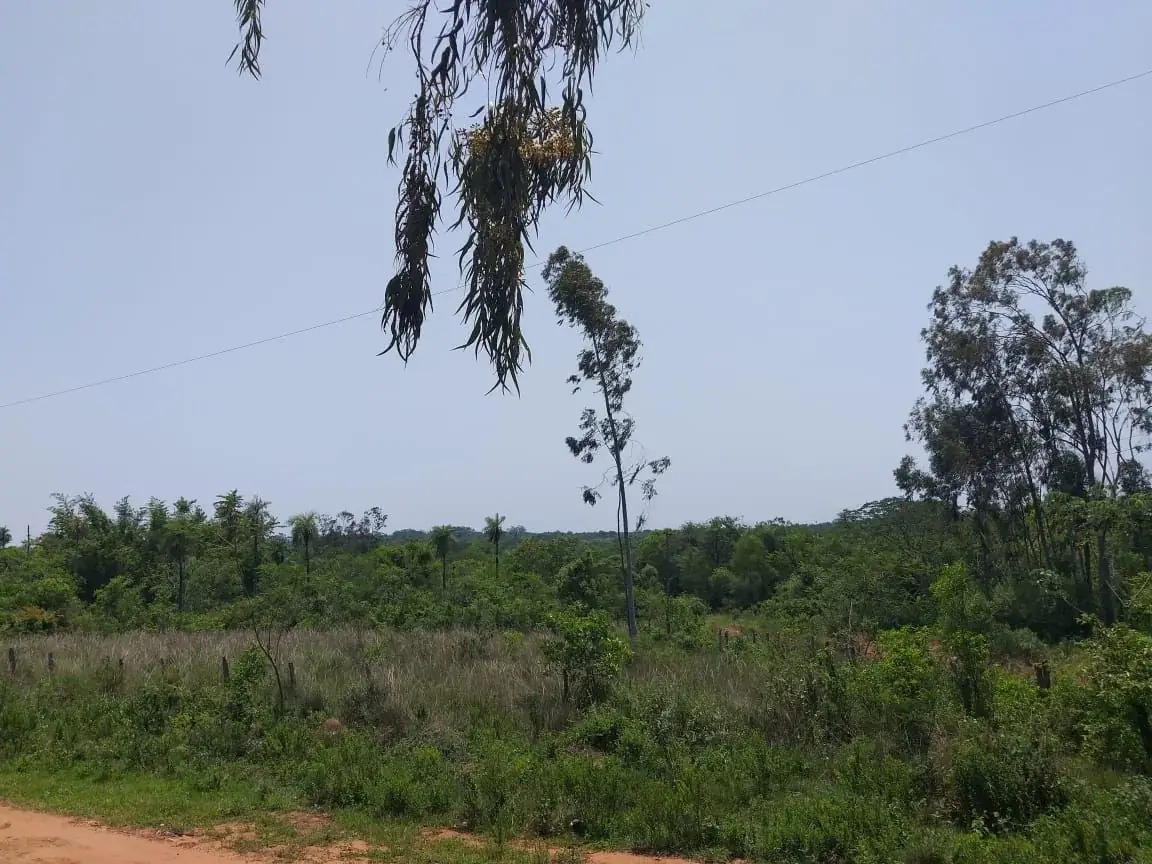 Campo en Nueva Colombia 12 hectareas A 5' del centro de Nueva Colombia - Image 5